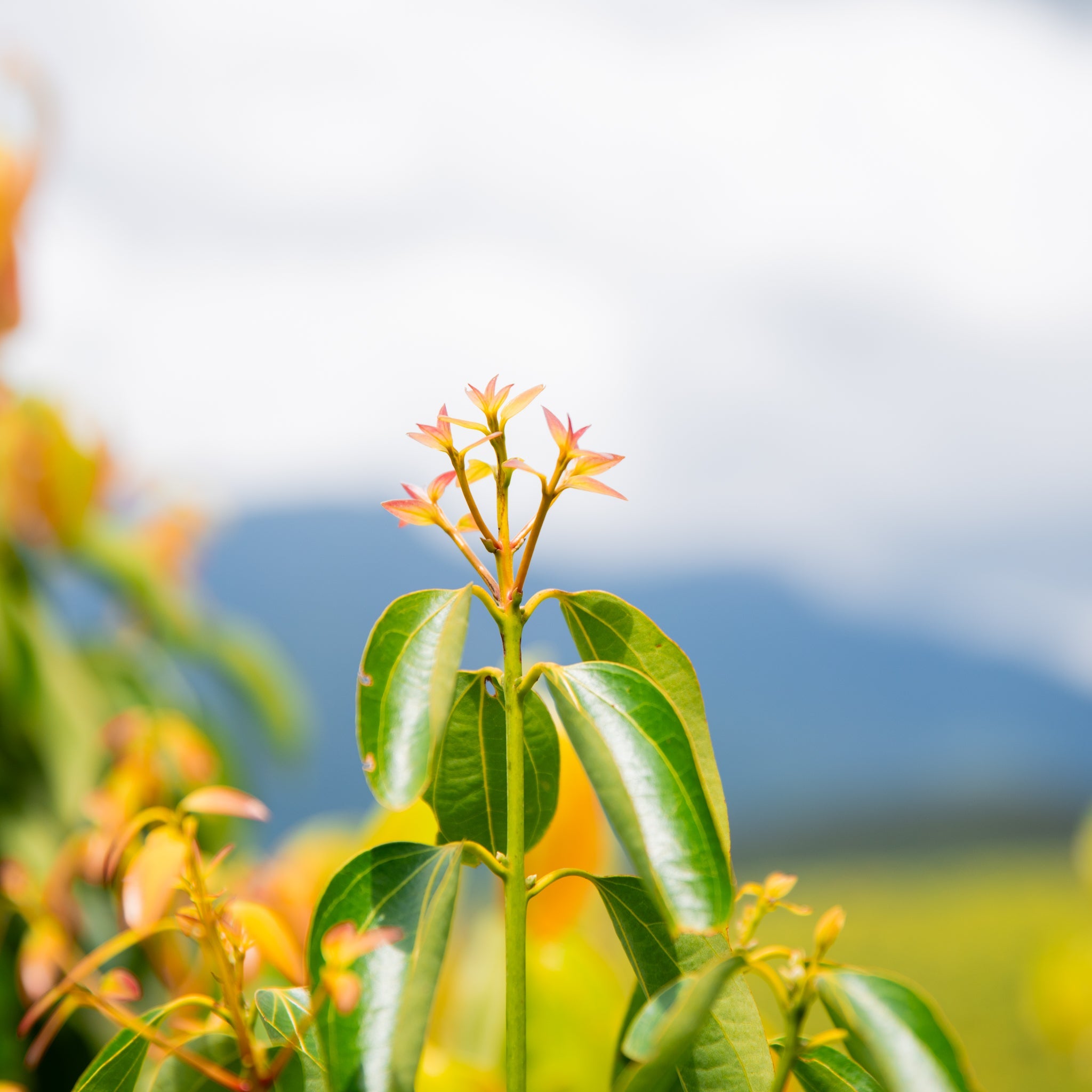 Ceylon Cinnamon's Anti Cancer Properties