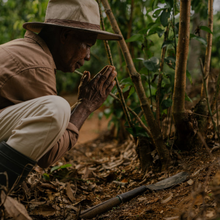  Ceylon Cinnamon Gardens